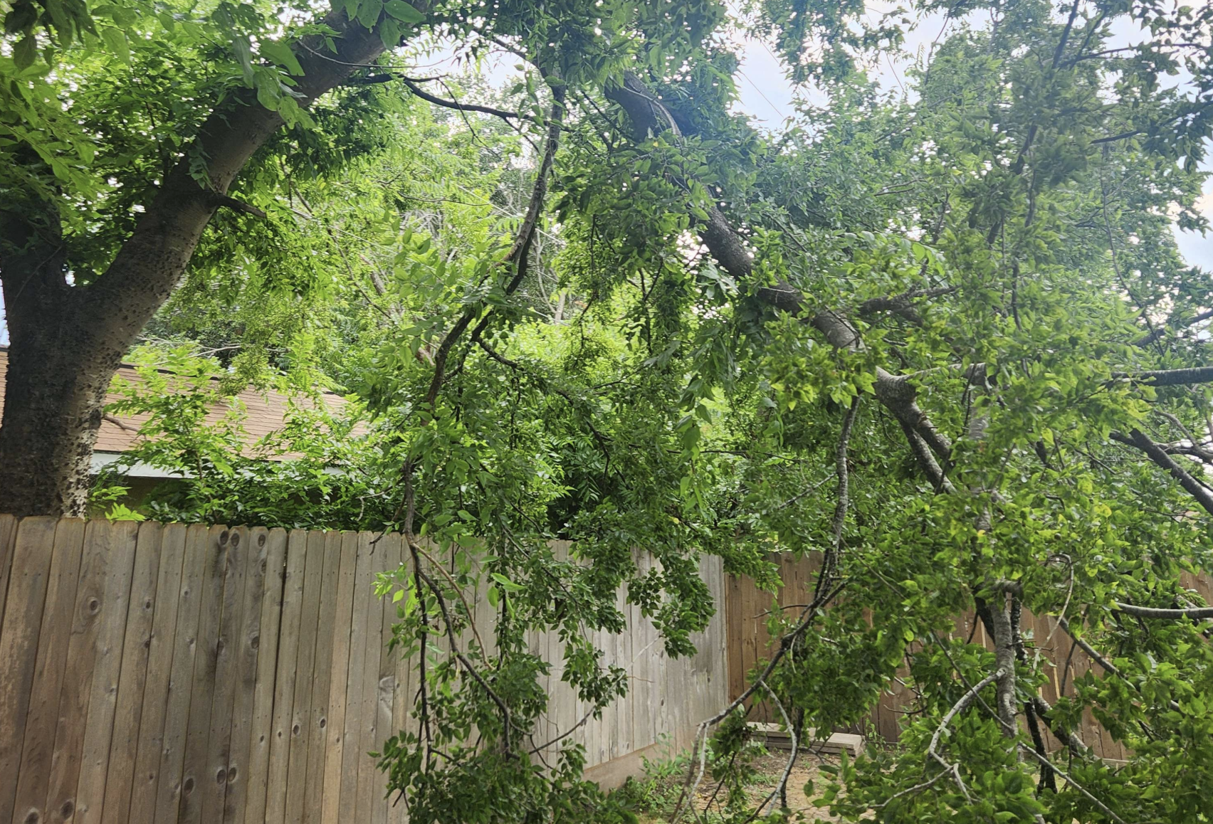 Drzewa sąsiada zaśmiecają działkę? Oto co możesz zrobić